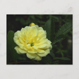 Yellow Banksia Roos Briefkaart