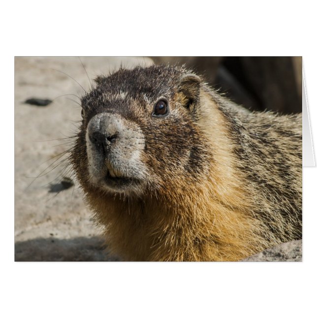 Yellow Bellied Marmot (Voorkant Horizontaal)