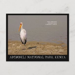 Yellow-billing Stork, Amboseli National Park, Keni Briefkaart