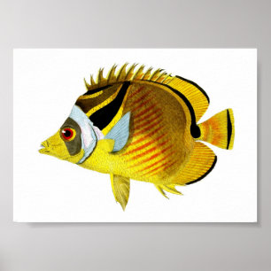 Yellow Black Tropical Fish Art print nr. 4