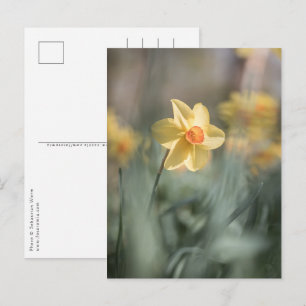 Yellow Blossom Daffodil Natuur Foto Briefkaart