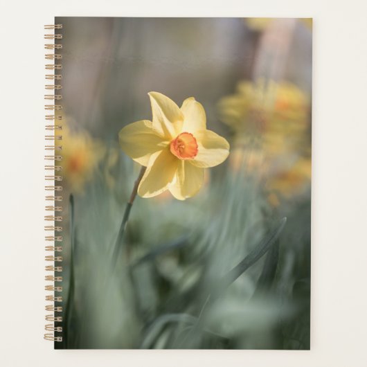Yellow Blossom Daffodil Natuur Foto Planner (Voorkant)