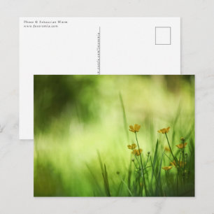 Yellow Buttercup Natuur Foto Briefkaart