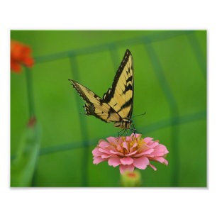 Yellow Butterfly foto Afdruk