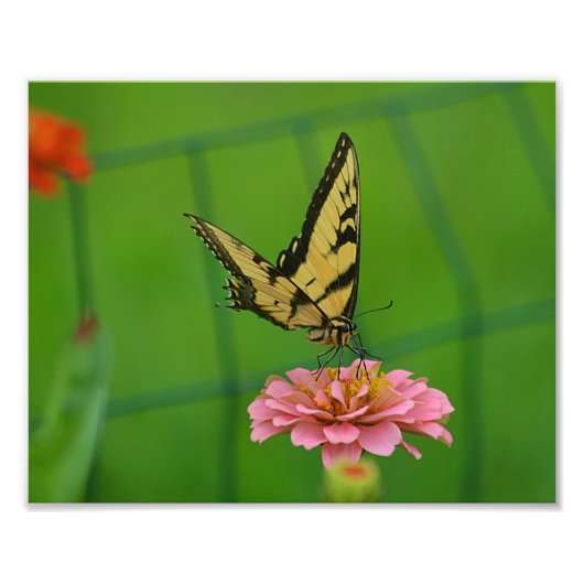 Yellow Butterfly foto Afdruk (Voorkant)