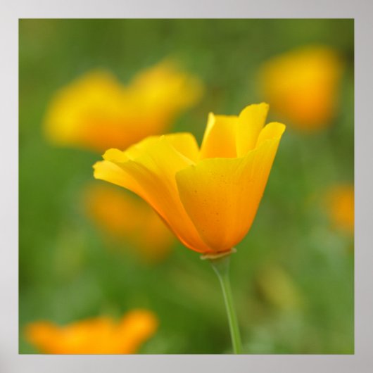 Yellow California Poppy Poster (Voorkant)