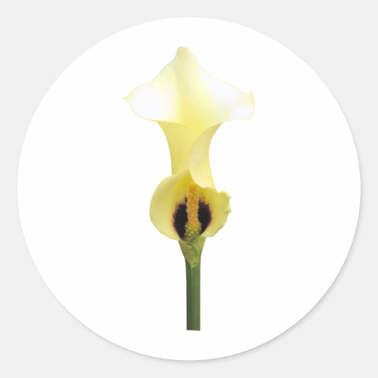 Yellow Calla Lily Ronde Sticker (Voorkant)