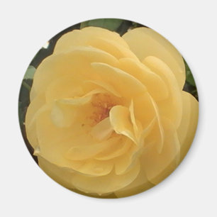 Yellow Camellia Magnet Magneet