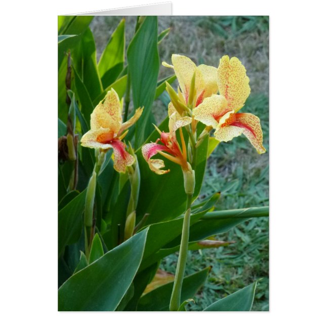 Yellow Canna Lily (Voorkant)