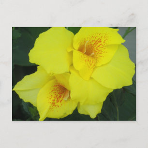 Yellow Cannas Canna Lilies Flower foto Briefkaart