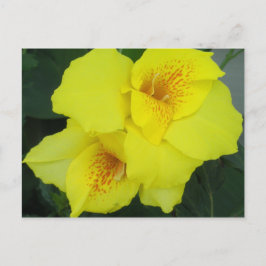 Yellow Cannas Canna Lilies Flower foto Briefkaart