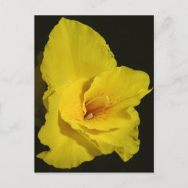 Yellow Cannas Canna Lilies Flower foto Briefkaart