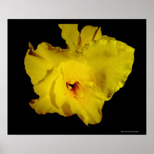 Yellow Cannas Canna Lilies Flower foto Poster