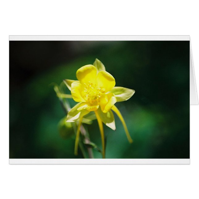 Yellow Columbine Wilde bloem (Voorkant Horizontaal)