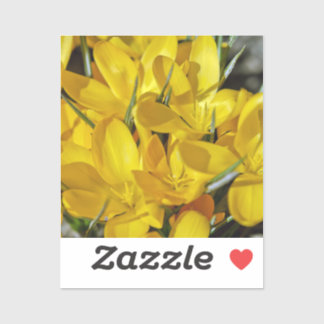 Yellow Crocus Flowers Sticker