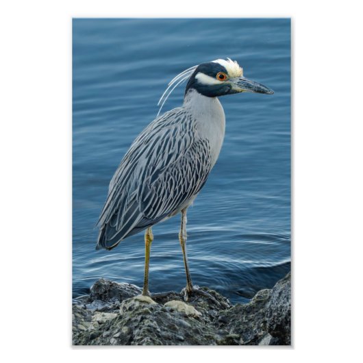 Yellow-Crowned Night Heron Foto Afdruk (Voorkant)