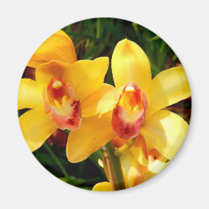 Yellow Cymbidium Orchid Magnet Magneet