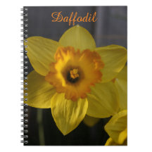 Yellow Daffodil