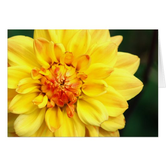 Yellow Dahlia (Voorkant Horizontaal)