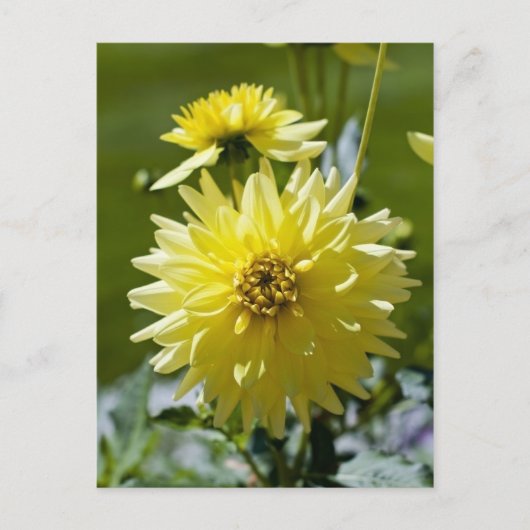 Yellow Dahlia-Briefkaart Briefkaart (Voorkant)