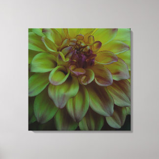 Yellow Dahlia Canvas Afdruk