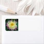Yellow Dahlia Flower Etiket (Insitu)