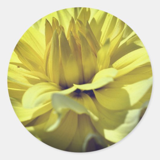 Yellow Dahlia Flower Ronde Sticker (Voorkant)