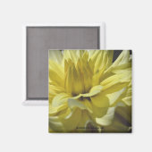 Yellow Dahlia Macro Flower Photography Magnet Magneet (Voorkant / Achterkant)
