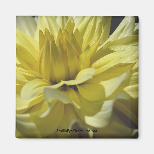 Yellow Dahlia Macro Flower Photography Magnet Magneet (Voorkant)