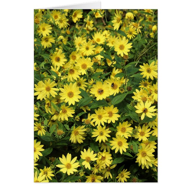 Yellow Daisies (Voorkant)