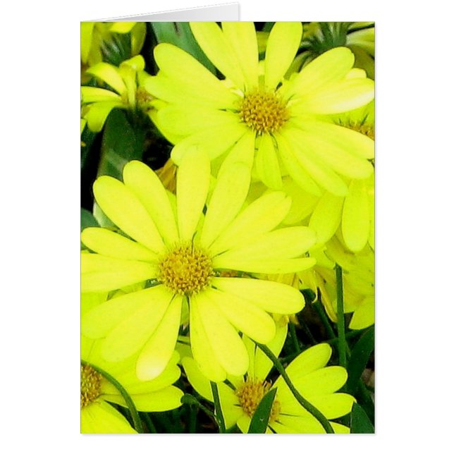 Yellow Daisies (Voorkant)
