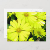 Yellow Daisies Briefkaart (Voorkant / Achterkant)