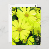Yellow Daisies Briefkaart (Voorkant / Achterkant)
