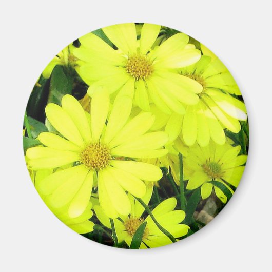 Yellow Daisies Magneet (Voorkant)