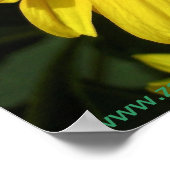 Yellow Daisies Poster (Hoek)