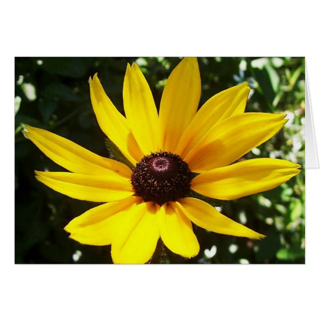 Yellow Daisy (Voorkant Horizontaal)
