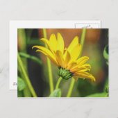 Yellow Daisy Briefkaart (Voorkant / Achterkant)