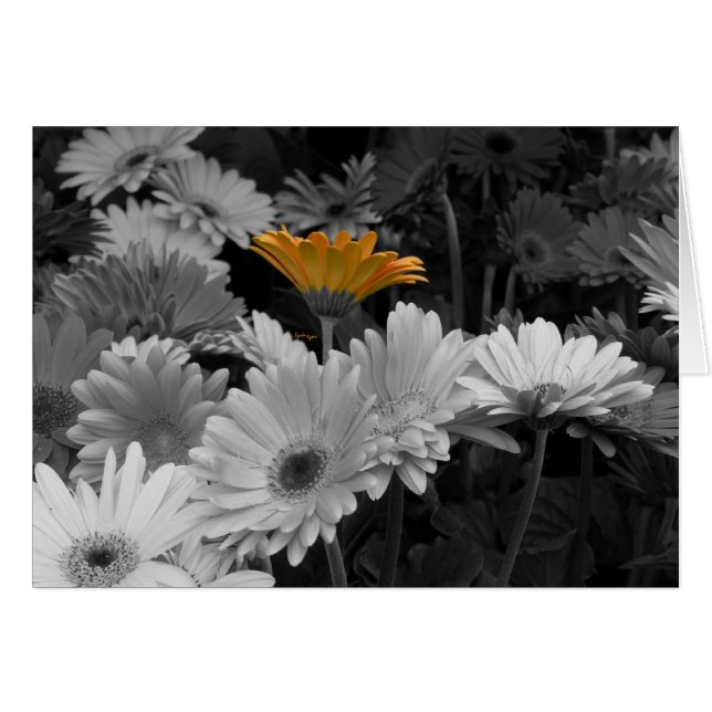 Yellow Daisy Card (Voorkant Horizontaal)