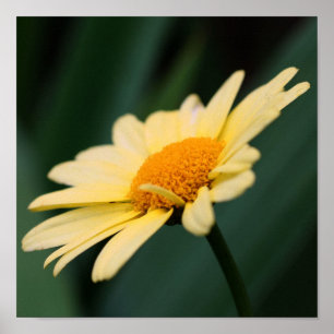 Yellow Daisy Flower Close Poster