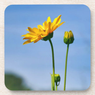Yellow Daisy Helenium Bier Onderzetter