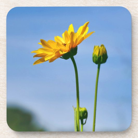 Yellow Daisy Helenium Bier Onderzetter (Voorkant)