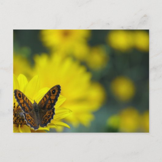 Yellow Daisy Helenium Briefkaart (Voorkant)