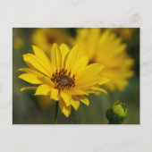 Yellow Daisy Helenium Briefkaart (Voorkant)