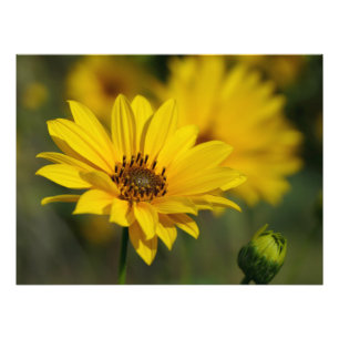 Yellow Daisy Helenium Foto Afdruk