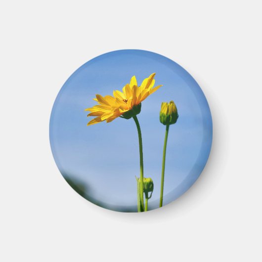 Yellow Daisy Helenium Magneet (Voorkant)