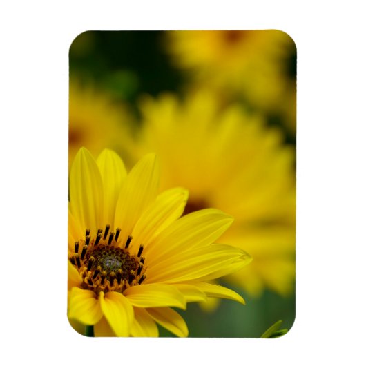 Yellow Daisy Helenium Magneet (Verticaal)