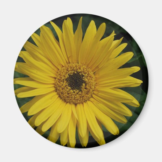 Yellow Daisy Magnet Magneet (Voorkant)
