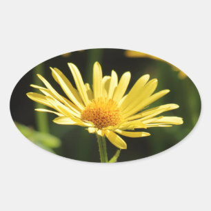 Yellow Daisy Ovale Sticker