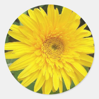 Yellow Daisy Ronde Sticker