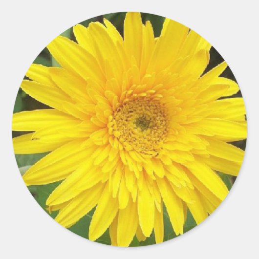 Yellow Daisy Ronde Sticker (Voorkant)